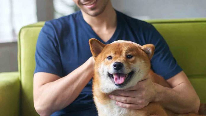 dicas-para-economizar-com-o-pet Dicas para economizar com o seu pet
